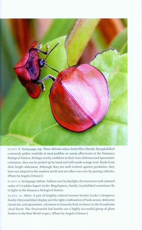 Planet of the Bugs: Evolution and the Rise of Insects - Image 5
