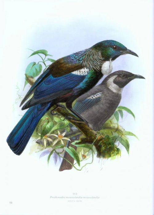 Buller's Birds of New Zealand: The Complete Work of JG Keulemans - Image 2