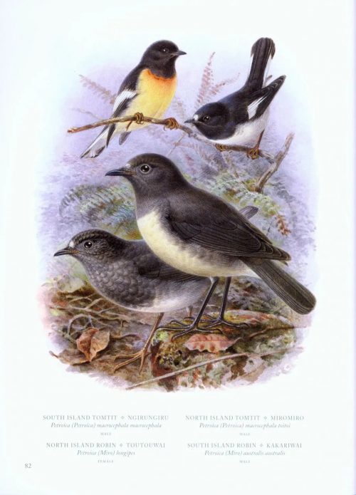 Buller's Birds of New Zealand: The Complete Work of JG Keulemans - Image 5
