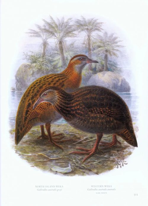 Buller's Birds of New Zealand: The Complete Work of JG Keulemans - Image 6