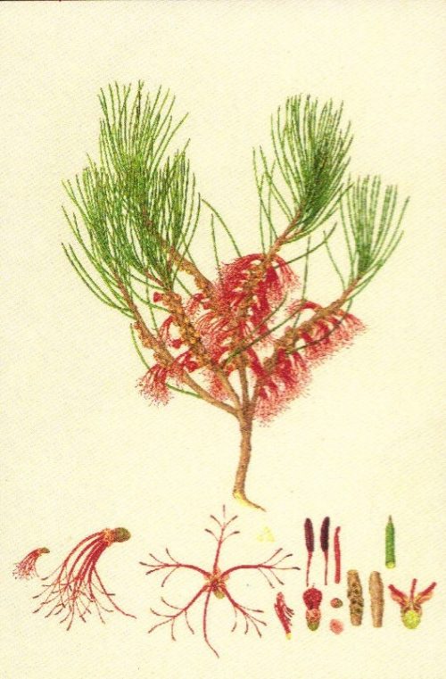 Calothamnus gracilis