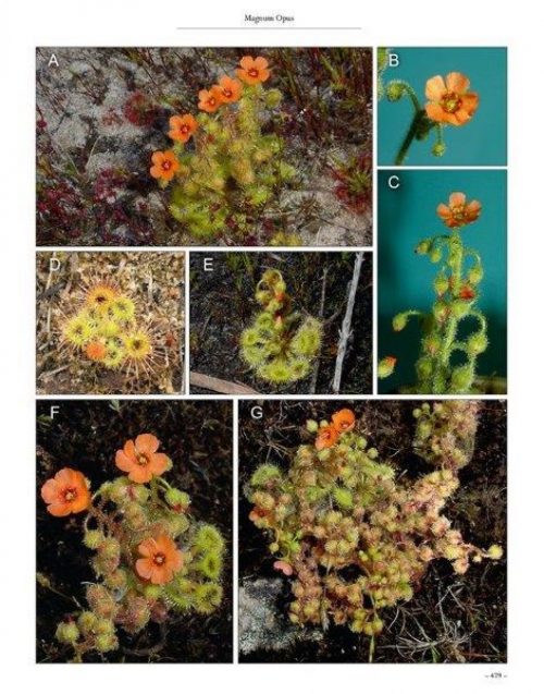 Carnivorous Plants of Australia Magnum Opus, Volume Two - Image 3