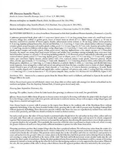 Carnivorous Plants of Australia Magnum Opus, Volume Two - Image 4