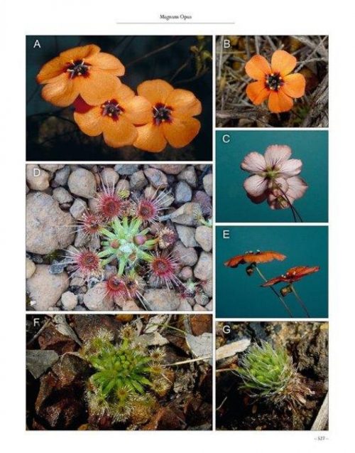 Carnivorous Plants of Australia Magnum Opus, Volume Two - Image 5