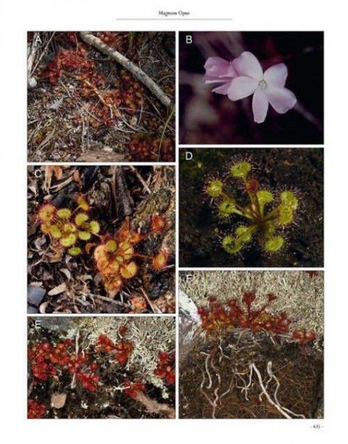Carnivorous Plants of Australia Magnum Opus, Volume Two - Image 7