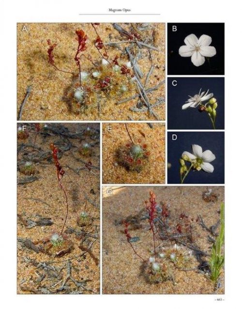 Carnivorous Plants of Australia Magnum Opus, Volume Two - Image 8
