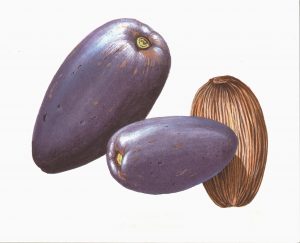 Cassowary Plum