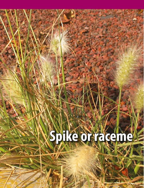 Grasses of Coastal NSW - Image 3