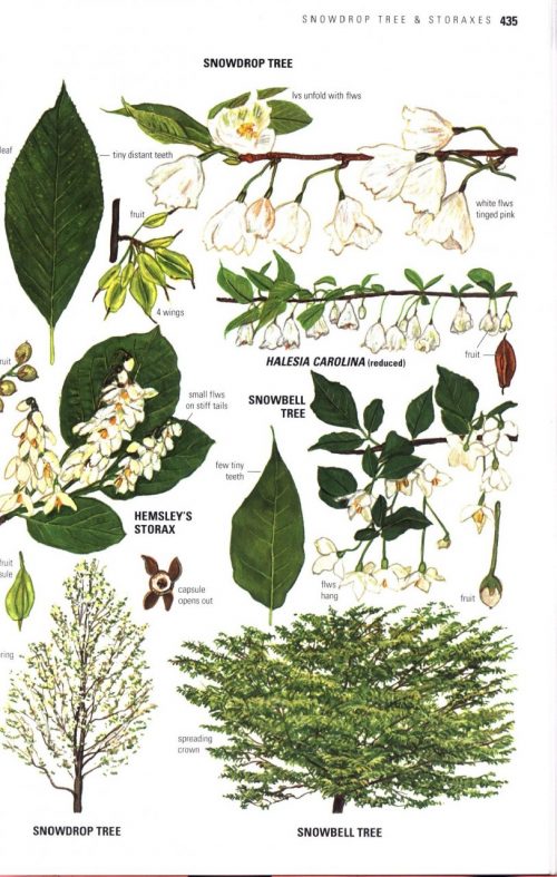 Collins Tree Guide: The Most Complete Field Guide to the Trees of Britain and Europe - Image 3