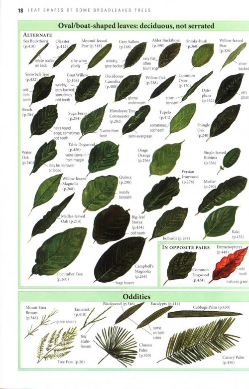 Collins Tree Guide: The Most Complete Field Guide to the Trees of Britain and Europe - Image 5