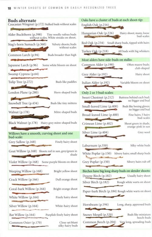 Collins Tree Guide: The Most Complete Field Guide to the Trees of Britain and Europe - Image 6