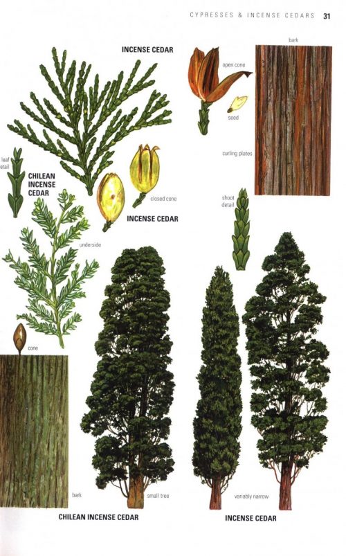 Collins Tree Guide: The Most Complete Field Guide to the Trees of Britain and Europe - Image 7