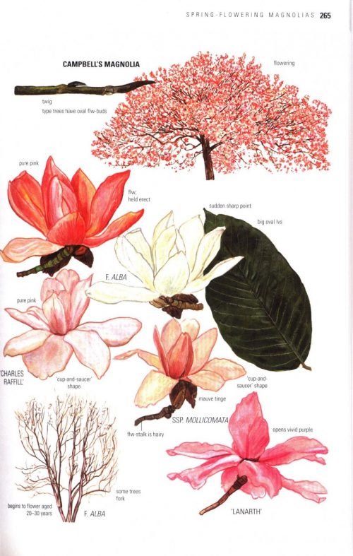 Collins Tree Guide: The Most Complete Field Guide to the Trees of Britain and Europe - Image 8