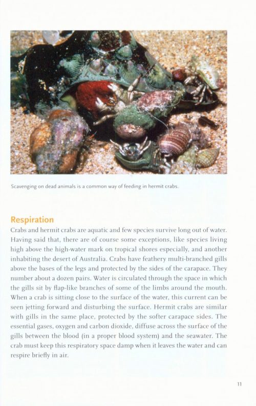 Crabs, Hermit Crabs and Allies - Image 3