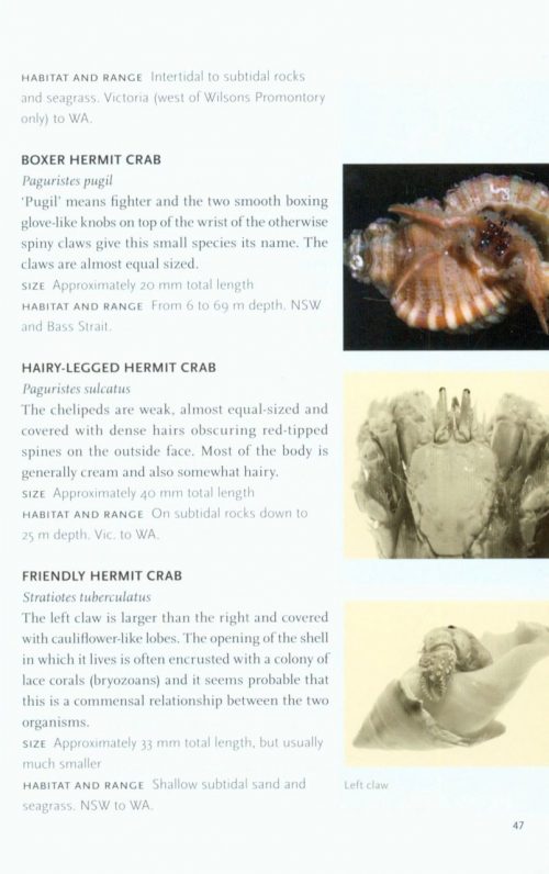 Crabs, Hermit Crabs and Allies - Image 5