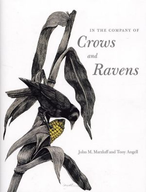 In the Company of Crows and Ravens