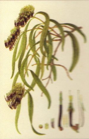 Dendrophthoe glabrescens