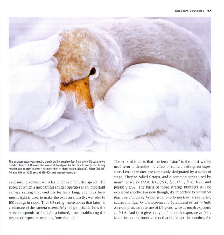 Digital Wildlife Photography Nokomis