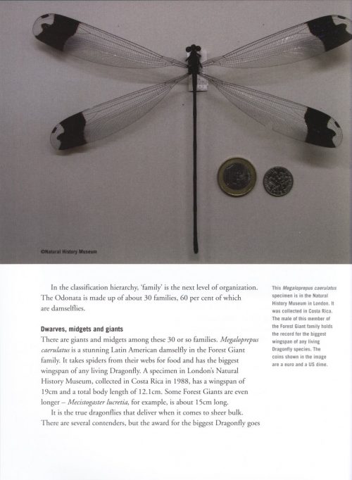 Dragonfly - Image 3