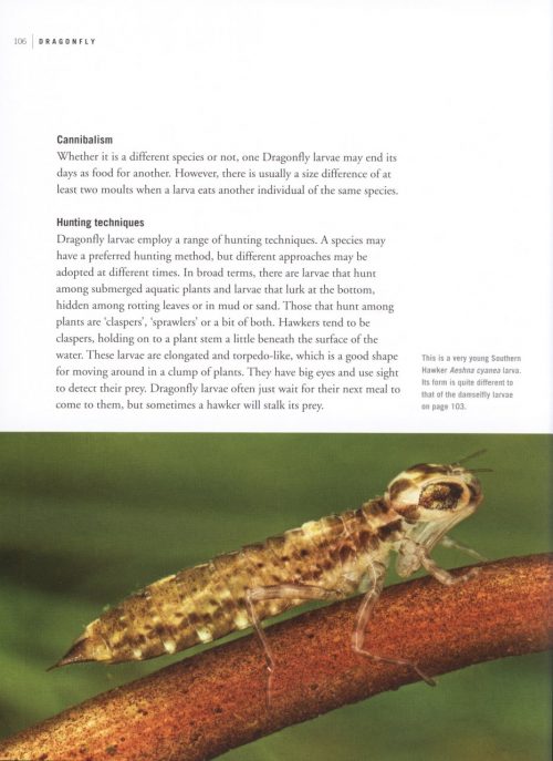Dragonfly - Image 4