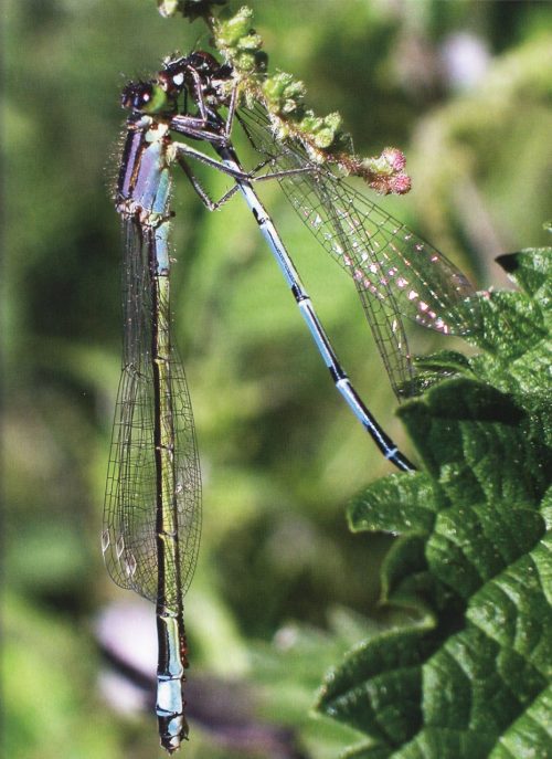 Dragonfly - Image 5