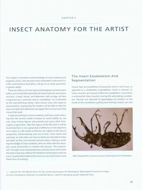 Drawing and Painting Insects - Image 3