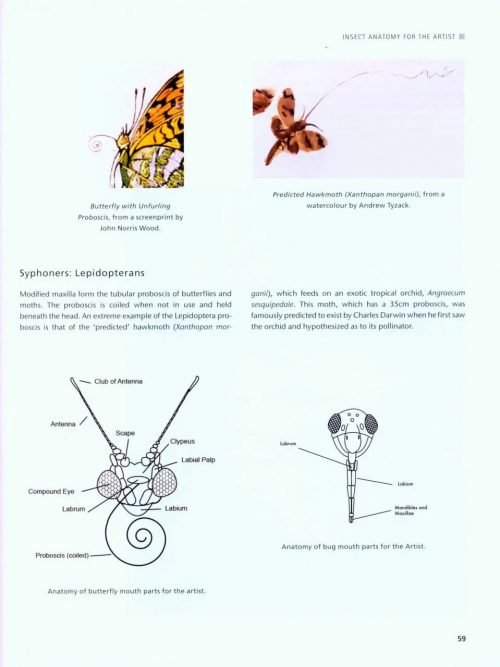 Drawing and Painting Insects - Image 4