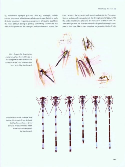 Drawing and Painting Insects - Image 7