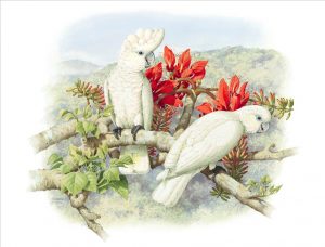 Ducorp's Corella