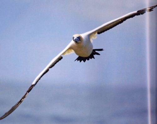 Earthflight: Breathtaking Photographs From a Bird's-Eye View of the World - Image 4