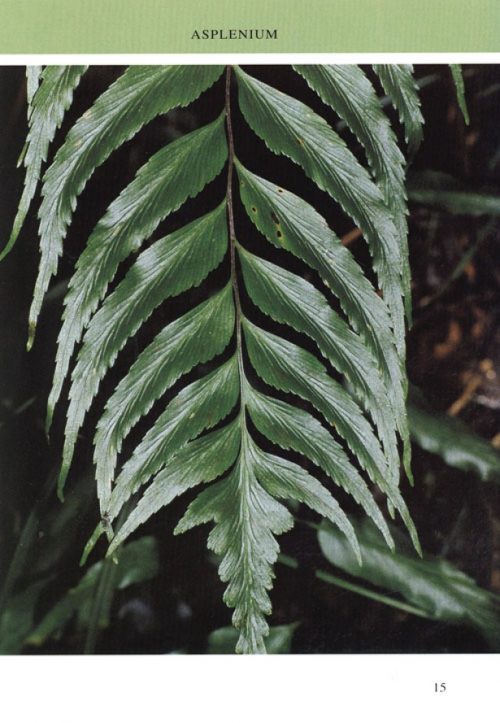 Ferns of Kinabalu: An Introduction - Image 4