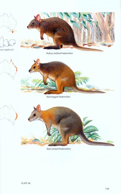 A Field Guide to the Mammals of Australia (Third Edition) - Image 5
