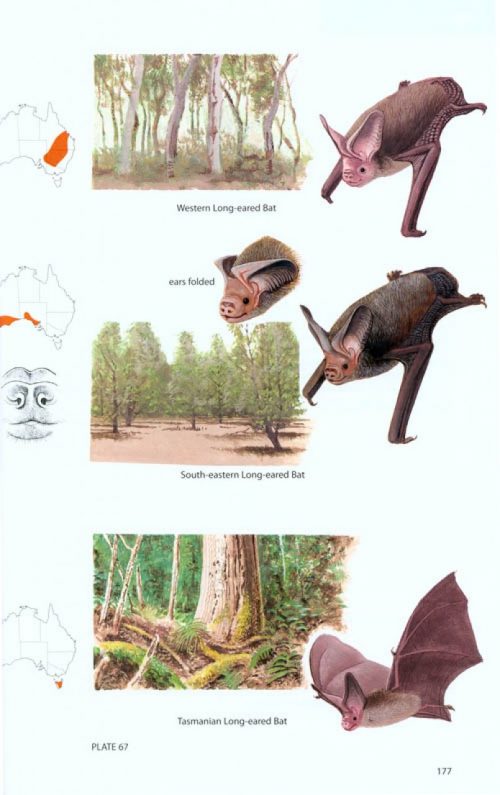 A Field Guide to the Mammals of Australia (Third Edition) - Image 6