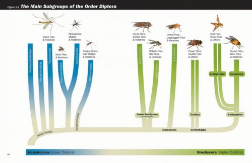 Flies: The Natural History and Diversity of Diptera - Image 4