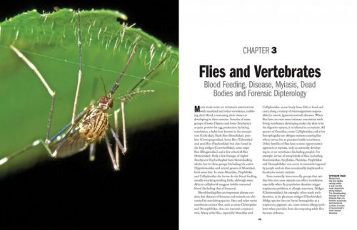 Flies: The Natural History and Diversity of Diptera - Image 5