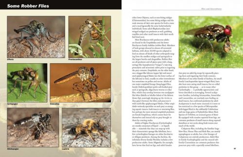 Flies: The Natural History and Diversity of Diptera - Image 6