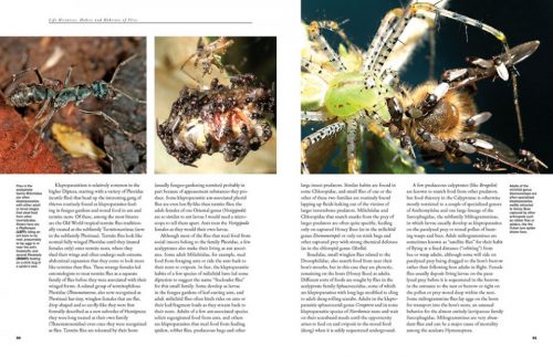 Flies: The Natural History and Diversity of Diptera - Image 8