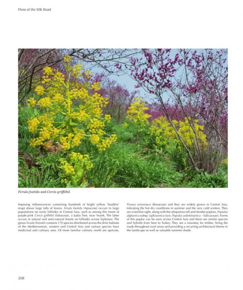Flora of the Silk Road: An Illustrated Guide - Image 4