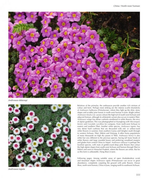 Flora of the Silk Road: An Illustrated Guide - Image 5
