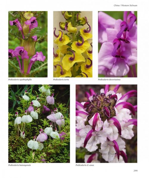 Flora of the Silk Road: An Illustrated Guide - Image 6