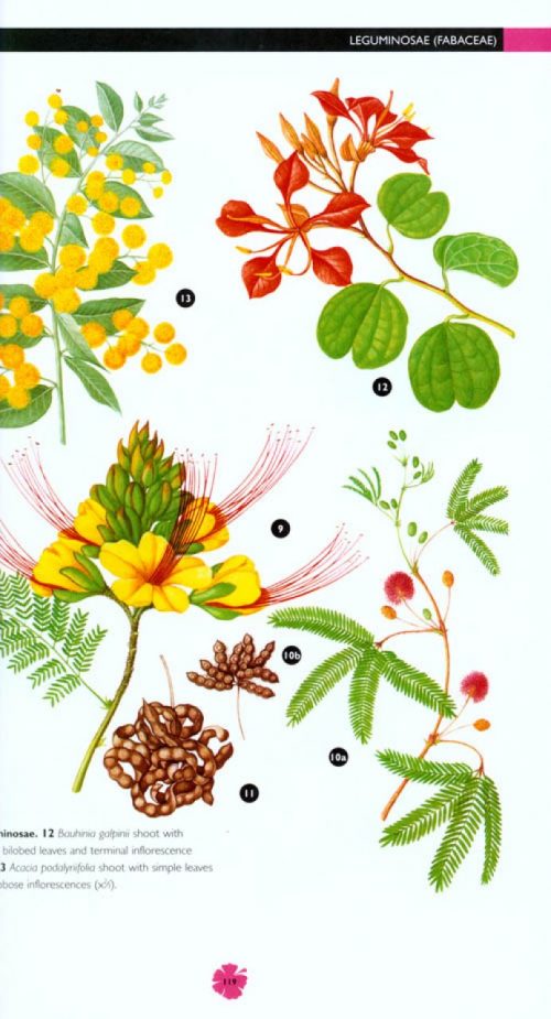 Flowering Plants: A Concise Pictorial Guide - Image 4