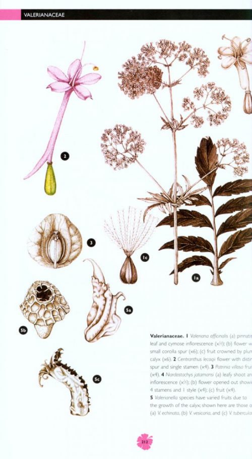 Flowering Plants: A Concise Pictorial Guide - Image 5