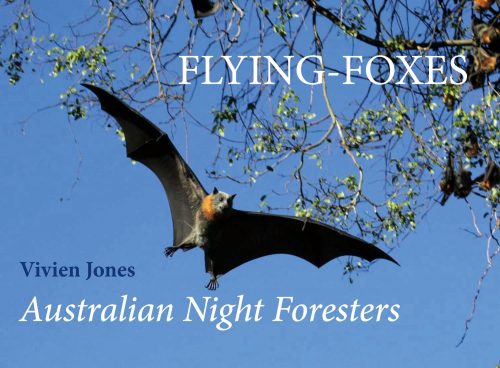 Flying-Foxes: Australian Night Foresters