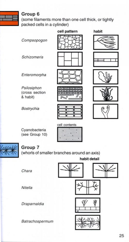 Freshwater Algae in Australia: A Guide to Conspicuous Genera (Second Edition) - Image 2