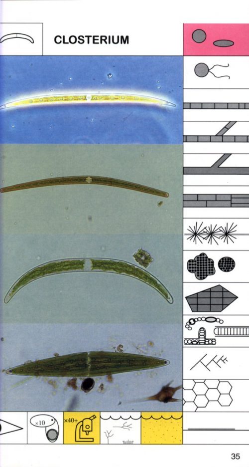Freshwater Algae in Australia: A Guide to Conspicuous Genera (Second Edition) - Image 4