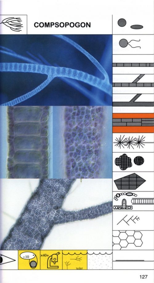 Freshwater Algae in Australia: A Guide to Conspicuous Genera (Second Edition) - Image 5