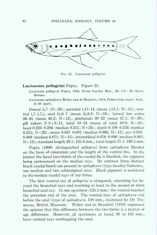 The Fresh-Water Fishes of North Borneo - Image 2