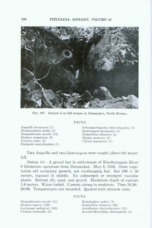 The Fresh-Water Fishes of North Borneo - Image 3