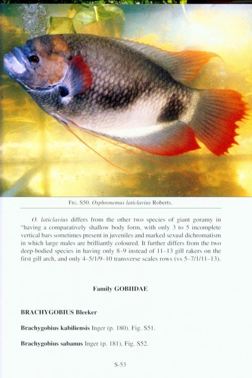 The Fresh-Water Fishes of North Borneo - Image 4