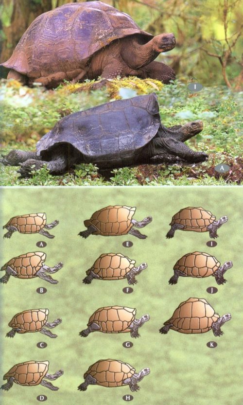 Birds, Mammals and Reptiles of the Galápagos Islands (Second Edition) - Image 5